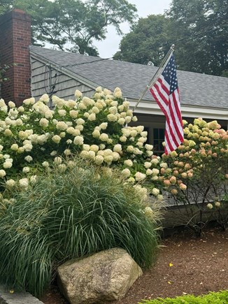 Centerville Cape Cod vacation rental - Hydrangeas out front