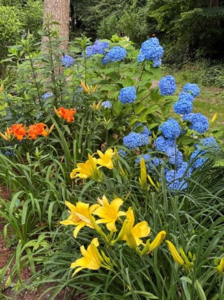 Centerville Cape Cod vacation rental - Something always in bloom