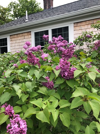 Dennis Cape Cod vacation rental - Lilacs in  May