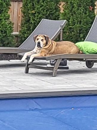 South Yarmouth, MA Cape Cod vacation rental - 