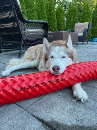 South Yarmouth, MA Cape Cod vacation rental - 