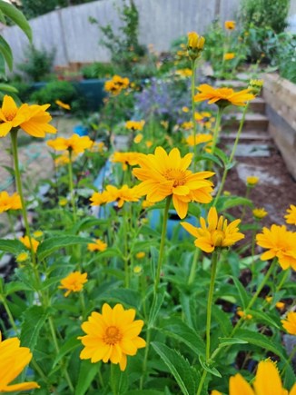 Provincetown Cape Cod vacation rental - Enjoy the gorgeous garden