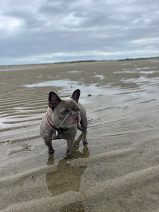Eastham Cape Cod vacation rental - 