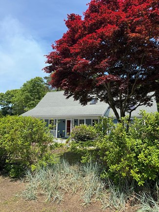 Mashpee Cape Cod vacation rental - Bushes bloom yellow in spring and fall