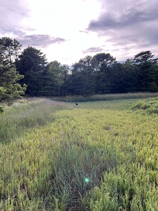 Wellfleet Cape Cod vacation rental - Marshland adjacent to house