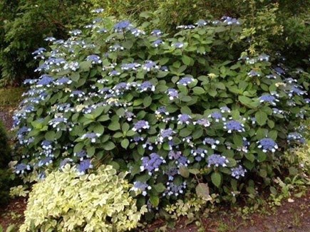 Brewster Cape Cod vacation rental - Shrubbery