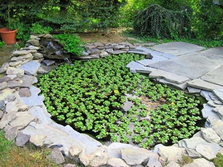 Brewster Cape Cod vacation rental - Koi Pond