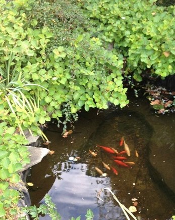 Brewster Cape Cod vacation rental - Koi in Pond