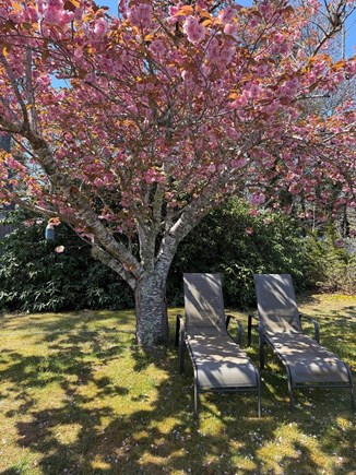 Eastham, Sand Dollar Cape Cod vacation rental - Comfortable seats in the shade to unwind in