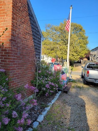 Dennisport Cape Cod vacation rental - Liliacs, lavender, hydrangeas, and beach roses.