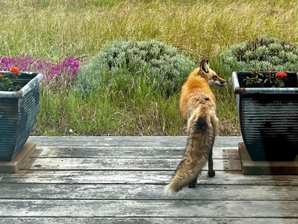 Provincetown, Beach Point Club Studio Cape Cod vacation rental - Local wildlife.