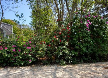 Chatham Cape Cod vacation rental - Our house is private and surrounded by rhododendrons