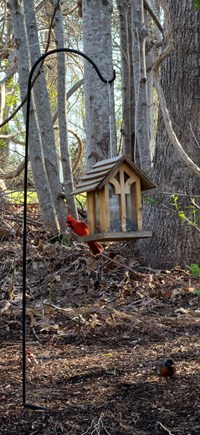 Brewster Cape Cod vacation rental - View of a bird