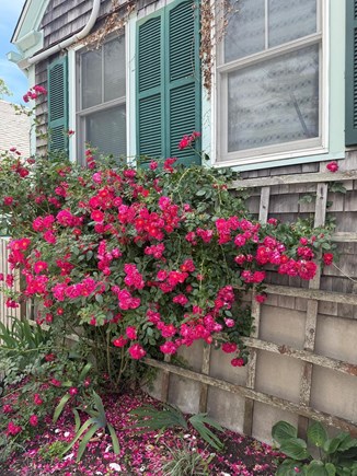 Provincetown  Cape Cod vacation rental - It's a little fairy tale house with unexpected advantages.