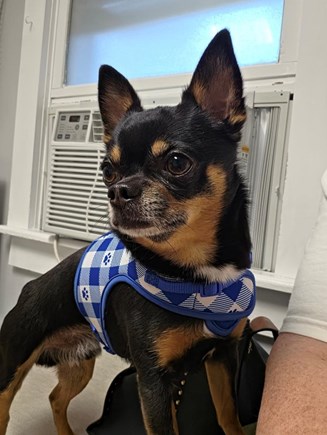 West Yarmouth Cape Cod vacation rental - Mason says this is a Pet Friendly property!