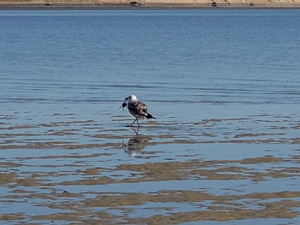 Eastham Cape Cod vacation rental - Seagull with its Treasure at Low Tide