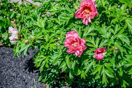 Chatham Cape Cod vacation rental - Flowers in the yard adding natural color and charm to the outdoor space.