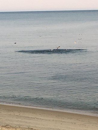 Dennisport Cape Cod vacation rental - Bring your fishing poles, and watch for the blitz!
