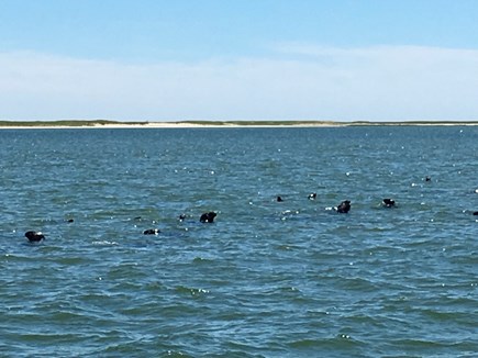 Dennisport Cape Cod vacation rental - Seal watching is a blast! Cruise to Monomoy for great views.
