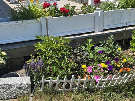 Truro, 2loyd Cape Cod vacation rental - Flowers and Herbs for everyone to enjoy