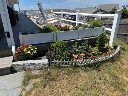 Truro, 2loyd Cape Cod vacation rental - Flowers and Herbs for Everyone to Enjoy