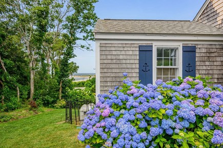 Chatham Cape Cod vacation rental - Gorgeous hydrangeas