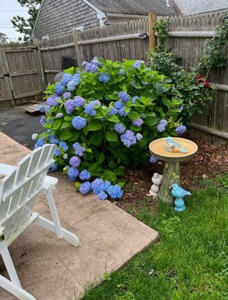 South Yarmouth Cape Cod vacation rental - Backyard