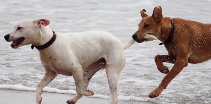 West Yarmouth Cape Cod vacation rental - Colonial Acres Beach Dog Friendly from
September to May.