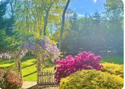 East Falmouth in the historic  Cape Cod vacation rental - Wisteria on the trellis and azaleas among the flowering bushes