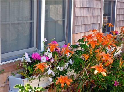 West Yarmouth Cape Cod vacation rental - The window box in front of the cottage.