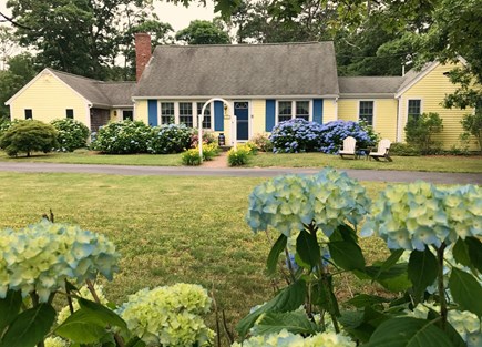 Brewster, The Highlands Cape Cod vacation rental - Gorgeous Hydrangeas in the summer!