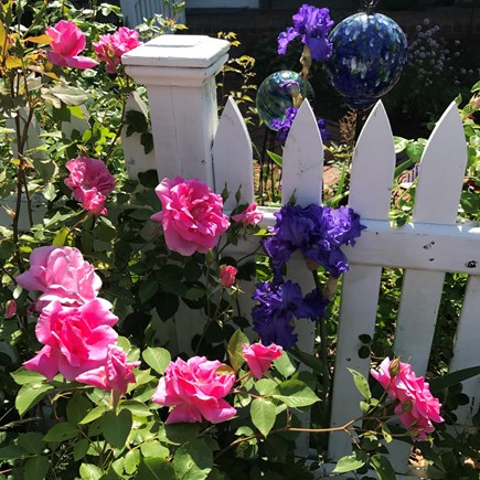 Eastham Cape Cod vacation rental - Roses love Summer on Cape Cod!  Please cut some for your table!