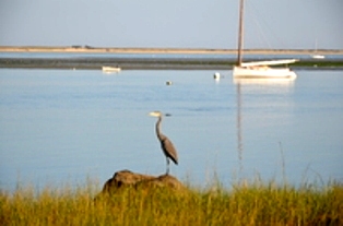 What in the world are Scoders, Grebes, Eiders, Yellowlegs, Godwits, Warblers, and Plovers?  Come to Cape Cod and Islands in the fall months and find out.