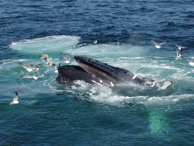 Tickets to a Whale Watch!  