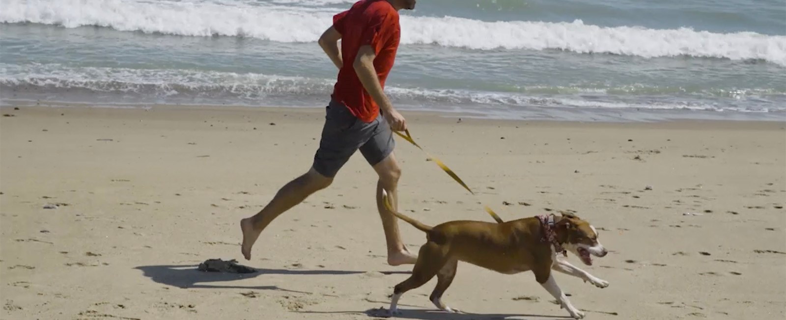 Hooray for Fido! Now that fall is here, dogs are allowed back on local beaches!