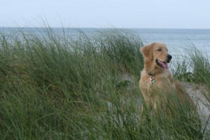 Pet-friendly Vacations | Cape Cod, Martha's Vineyard and Nantucket