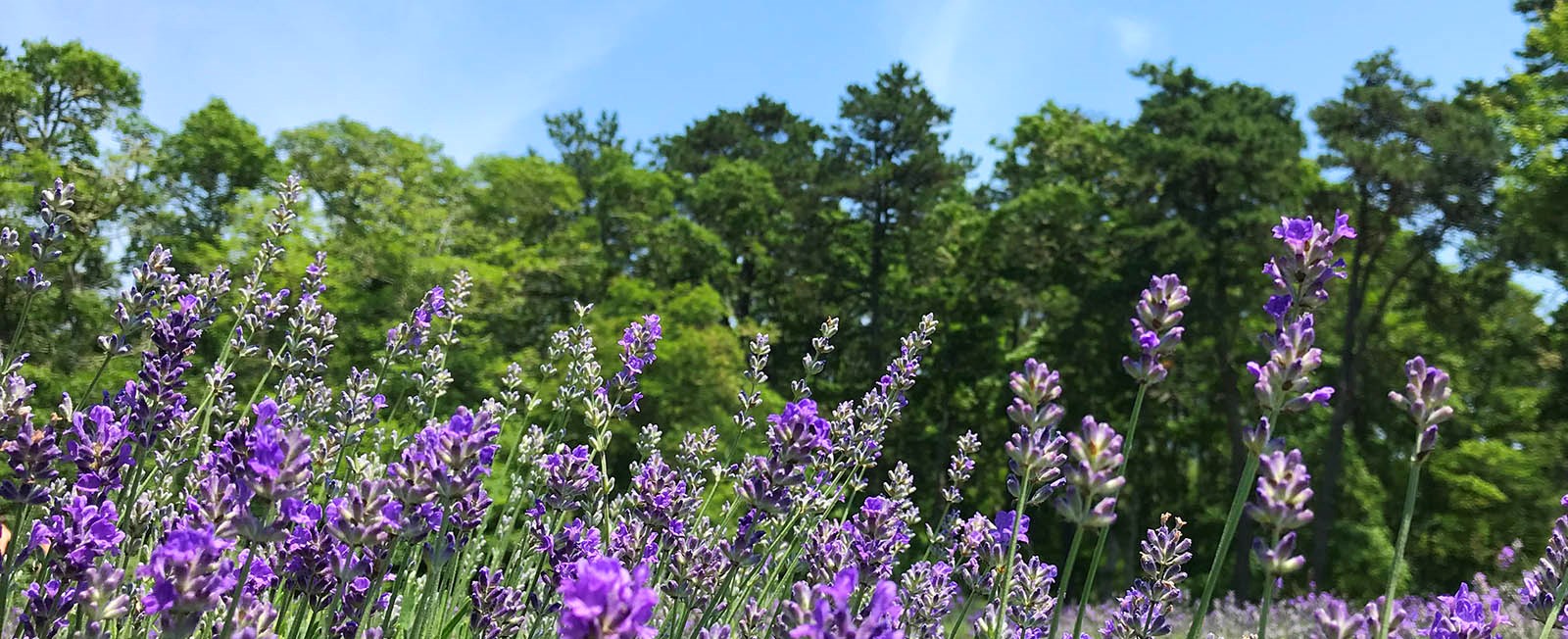 Come along as we celebrate the outdoor beauty of Cape Cod!