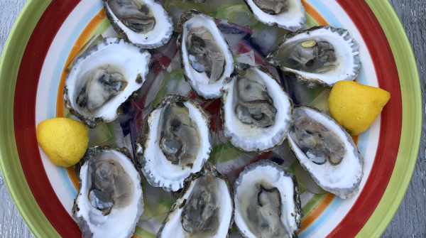 Wellfleet OysterFest 2023