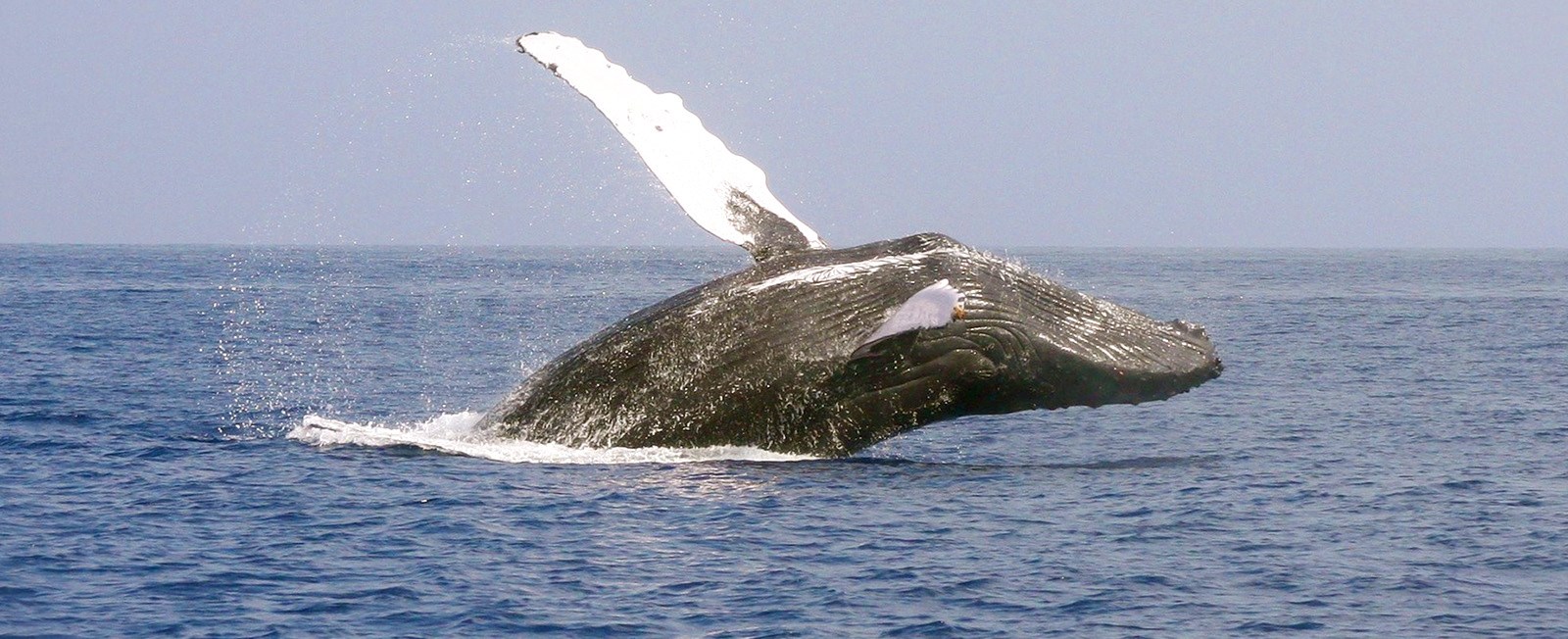 Whale watching season is from April though October. There are several types of whales that you might see!