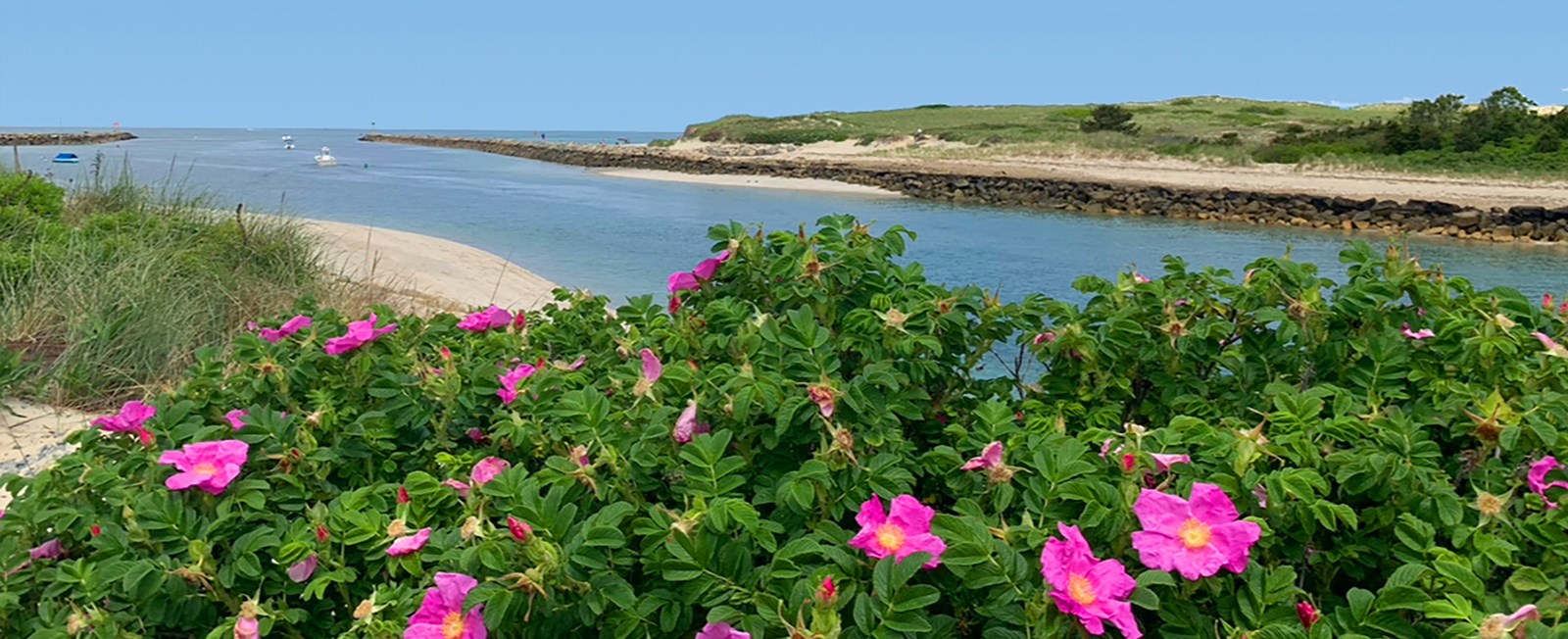 A born-and-raised Cape Cod local shares exactly what she'd do in July — from 4th of July celebrations and band concerts to kettle ponds and the best lobster rolls of the season. Updated every year.