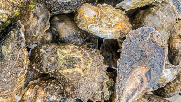Enjoying the Wellfleet Oyster
