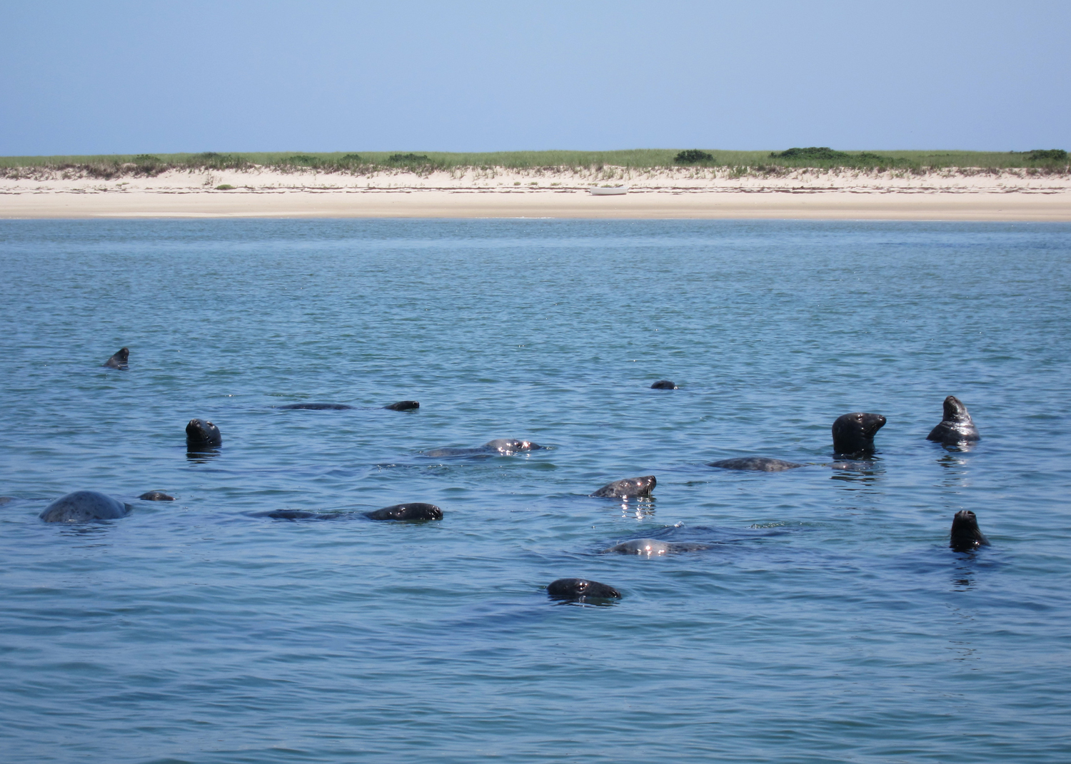 Over the years, the seal population in the waters off Cape Cod has increased dramatically, thus attracting some of the Cape’s most notorious visitors - sharks!