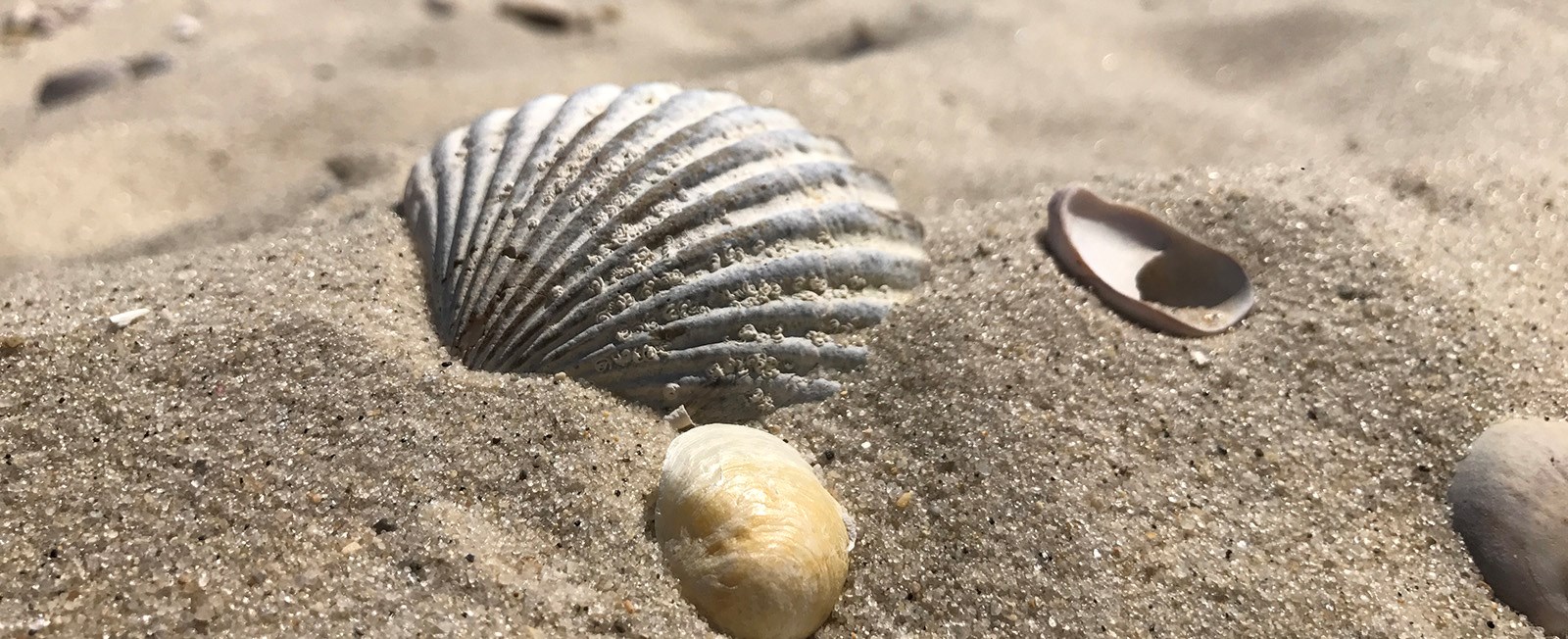 The beaches Cape and Islands are laden with all sorts of shells—how many can you identify?