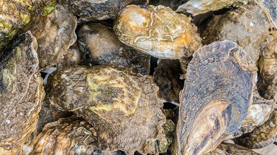 Enjoying the Wellfleet Oyster