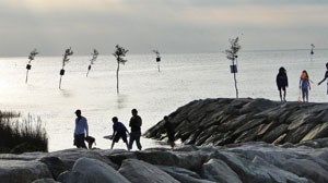 The Clam Trees at Rock Harbor