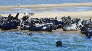 Best Seal Tours on Cape Cod