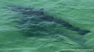 Cape Cod Seals and Sharks