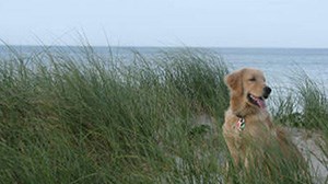 Pet-Friendly Vacations