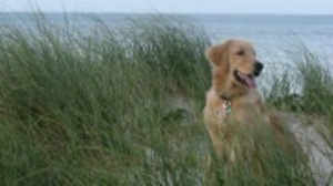 Pet-friendly Vacations | Cape Cod, Martha's Vineyard and Nantucket
