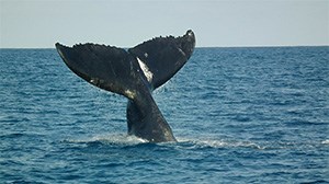 Whale Watching